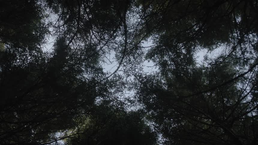 Man Hiking Through Forest At Sunset
