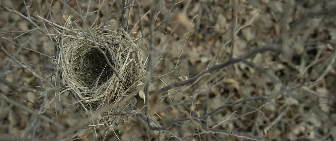 View of the top of a tree and an empty bird nest