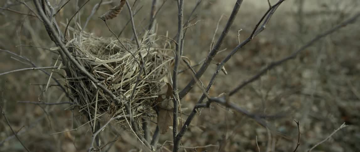 View of a forest during the fall and a empty bird nest