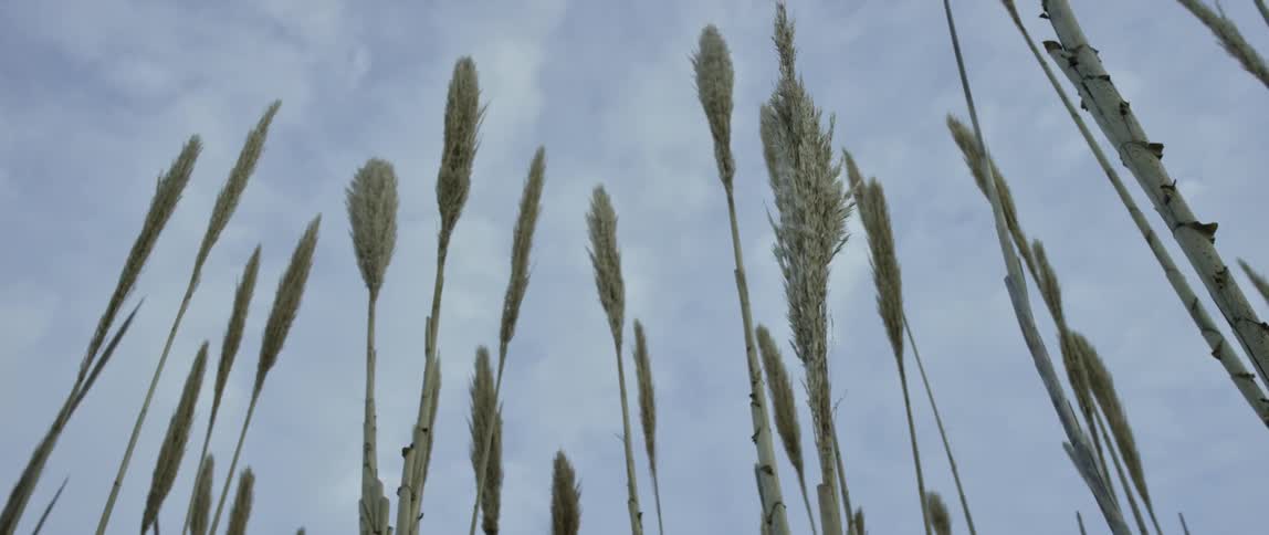Looking up through plants towards the sky