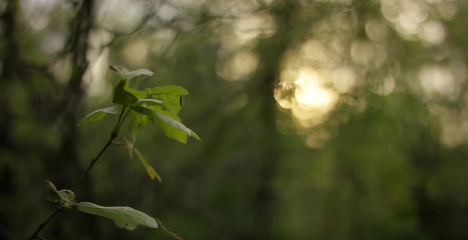 Small branch shaking in a breeze during sunset in a forest