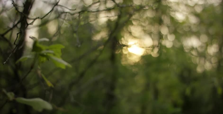 Closeup of branches and leaves at dusk in a forest