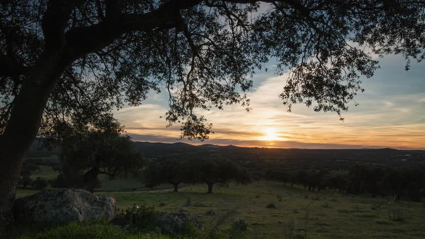 The wind blows the tree as the sun sets
