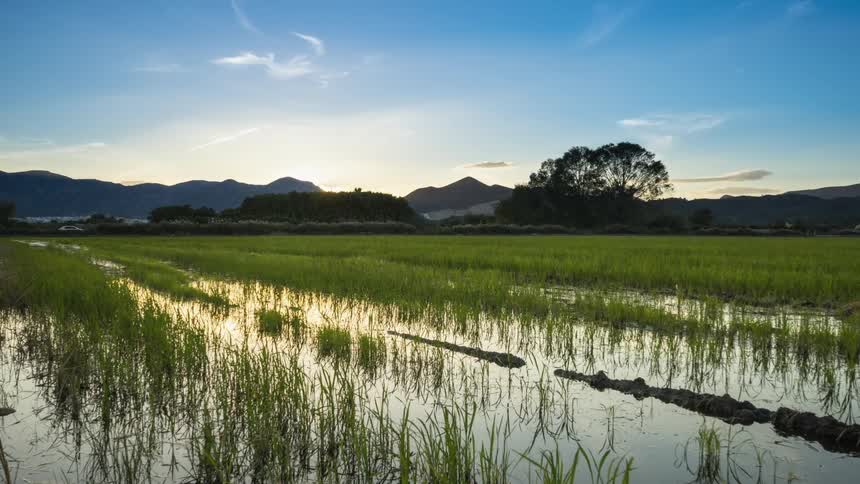 Rice is growing in a field during the day
