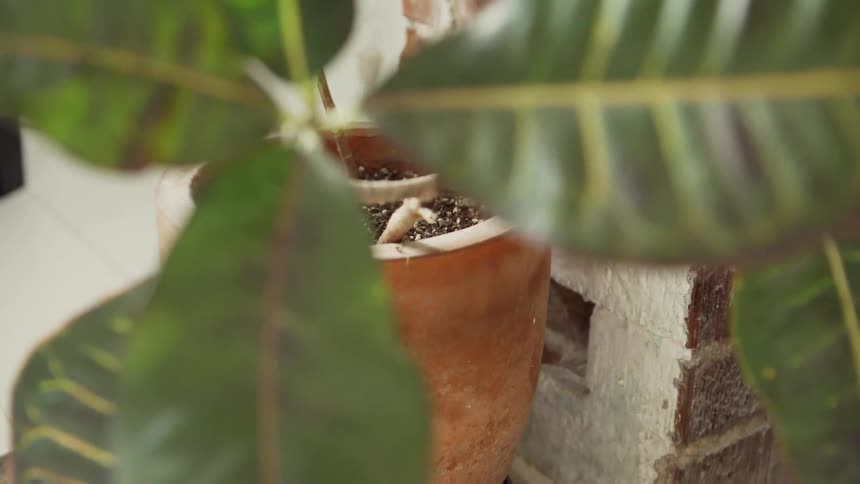 The plant is near the brick wall