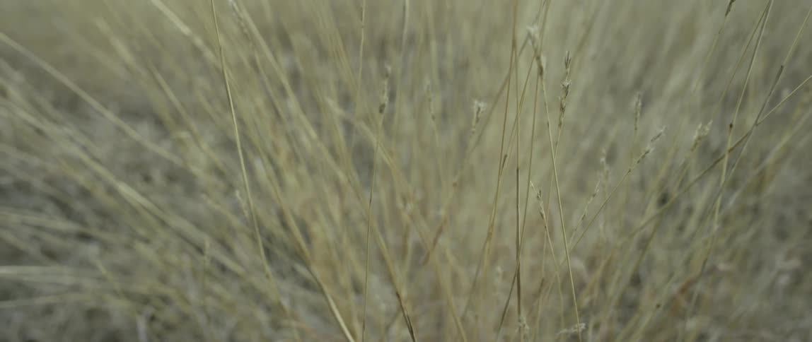 A close up of some very tall grass during the day