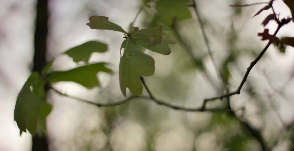 Green leaves on a tree branch blowing in the breeze