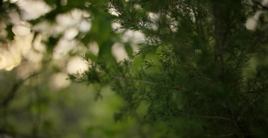 Leaves and branches billowing in a breeze