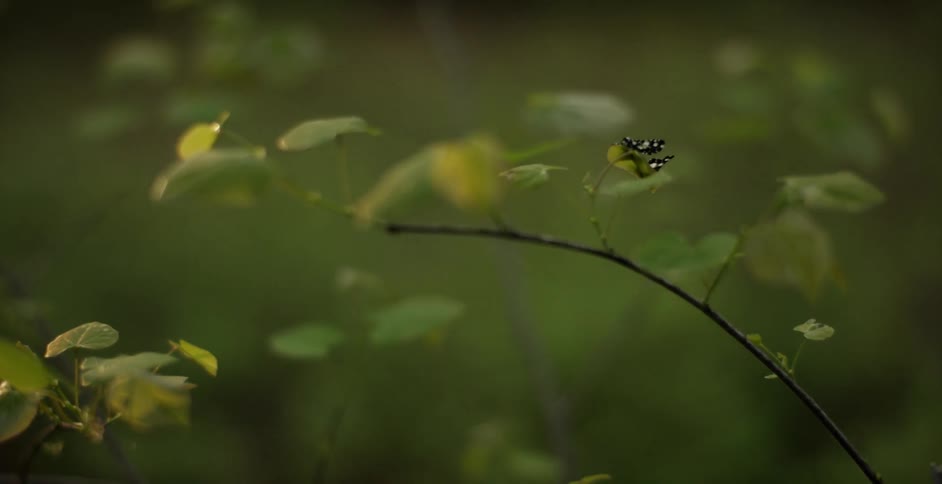 Close up of leaves swaying in the breeze