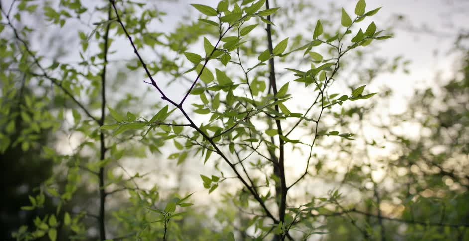 Leaves grow on a tree branch