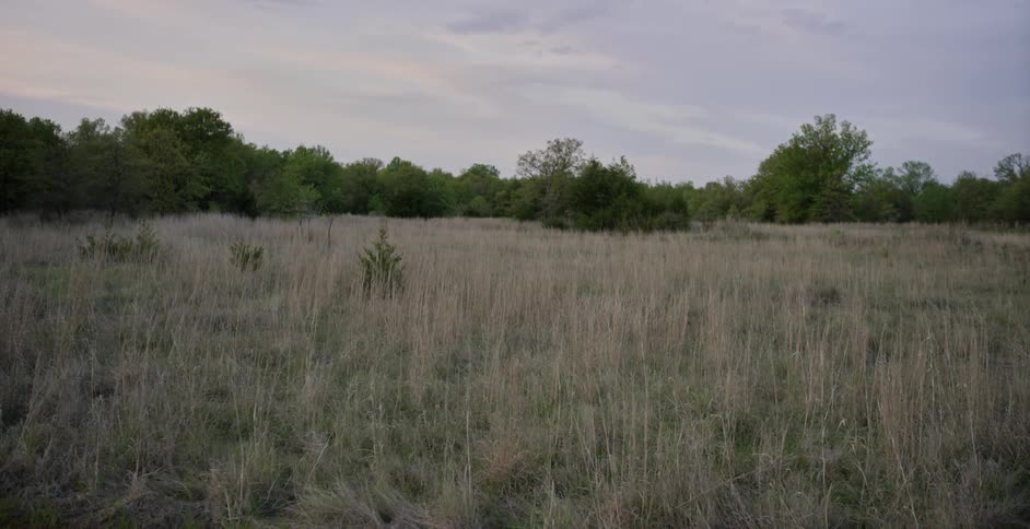 A view of dead prairie grass, shrubs and trees on a cloudy day