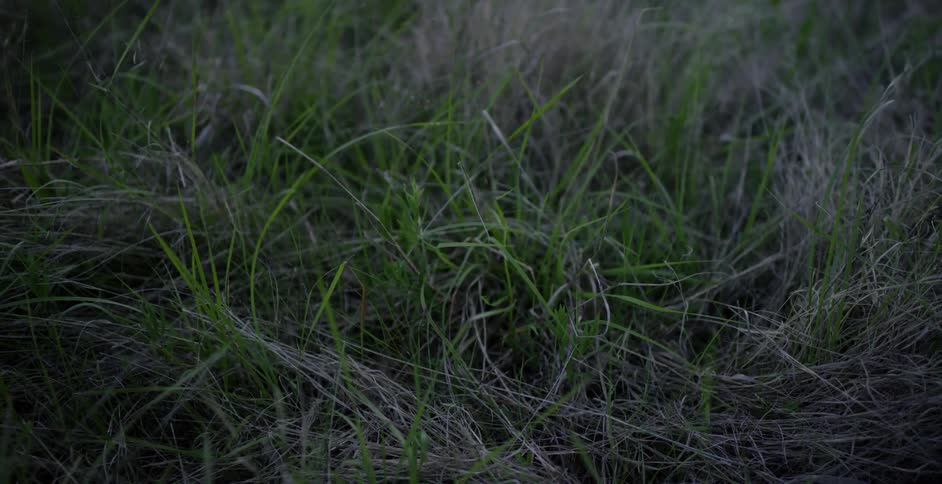 Blades of grass bending in the breeze