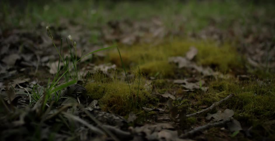 Close up view of grass in the wilderness is displayed
