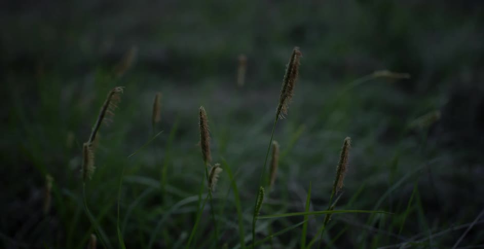 Weeds bending in the breeze