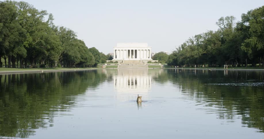 A duck swims in reflecting pool in front of the Lincoln memorial