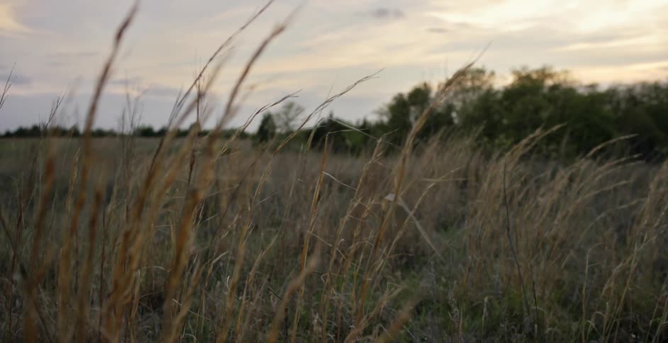 Tall grass bending in the breeze on a cloudy day in a rural area