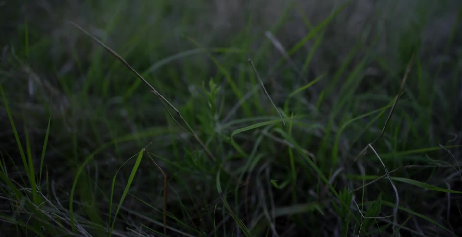 Blades of grass blowing in a breeze at twilight