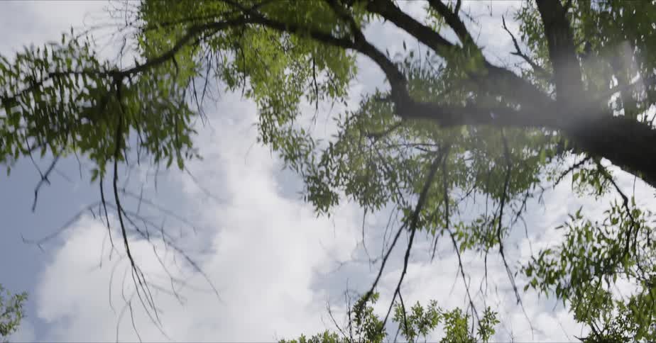 White clouds float over the trees and road