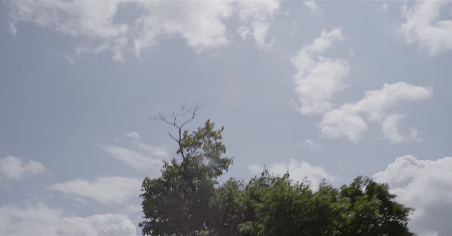 The tall trees partially cover the cloudy sky