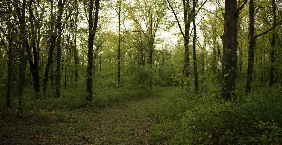 Trees grow in a forest