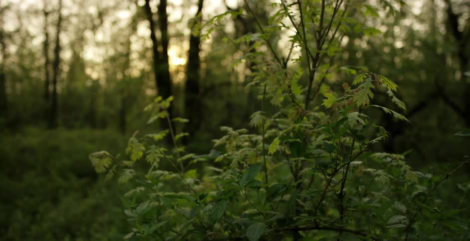 Sunset seen through the branches of a a small tree in a forest