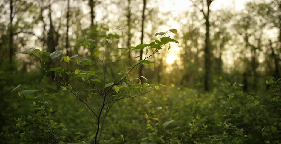 View of a forest at sunset with many bushes in view