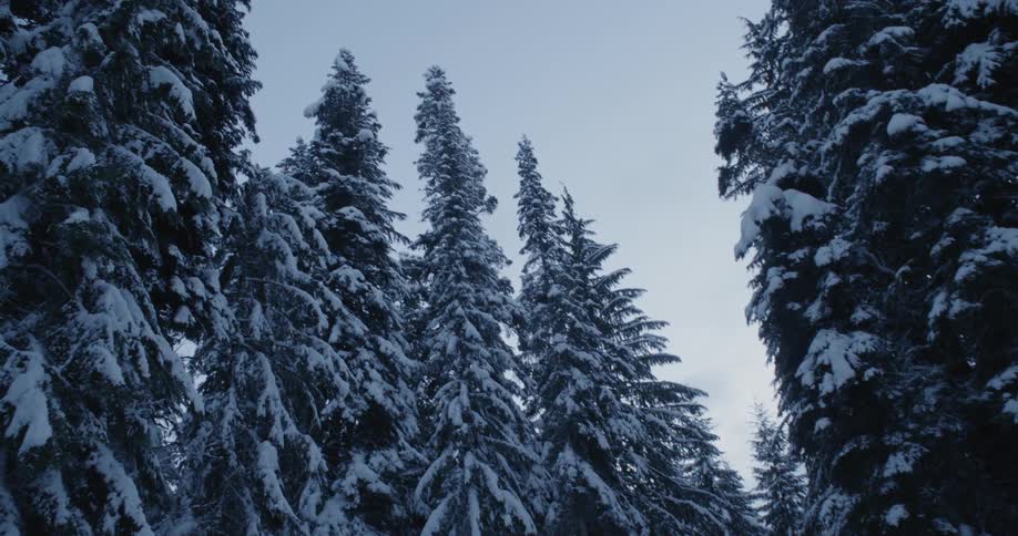 Pine trees are covered with snow in a forest