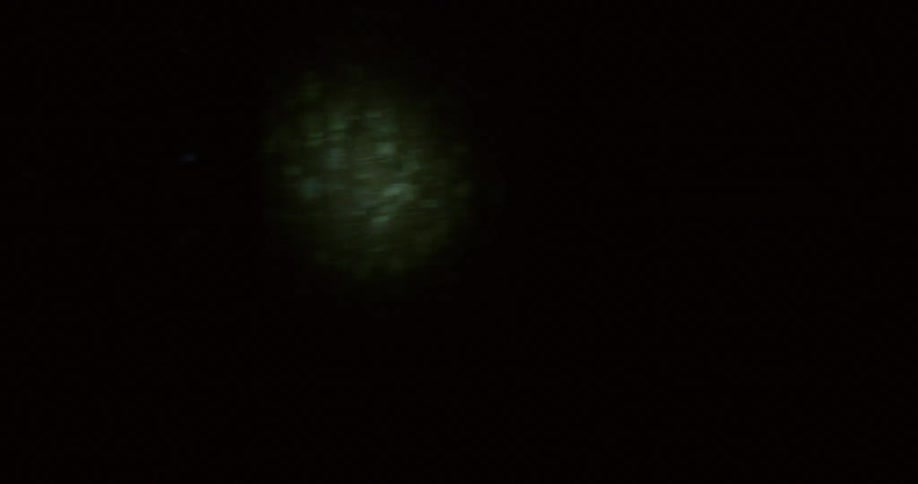 A flashlight shines in a dark forest