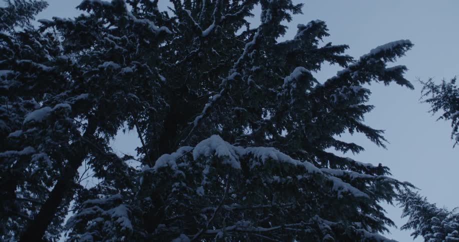 Trees with snow on the branches