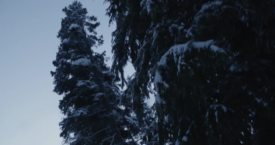 The trees are covered with snow in the forest