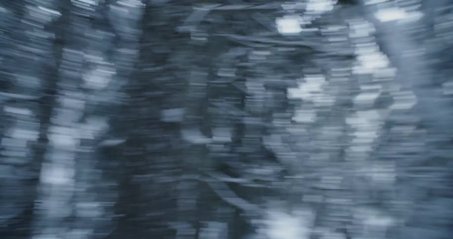 Snow covers trees in a forest
