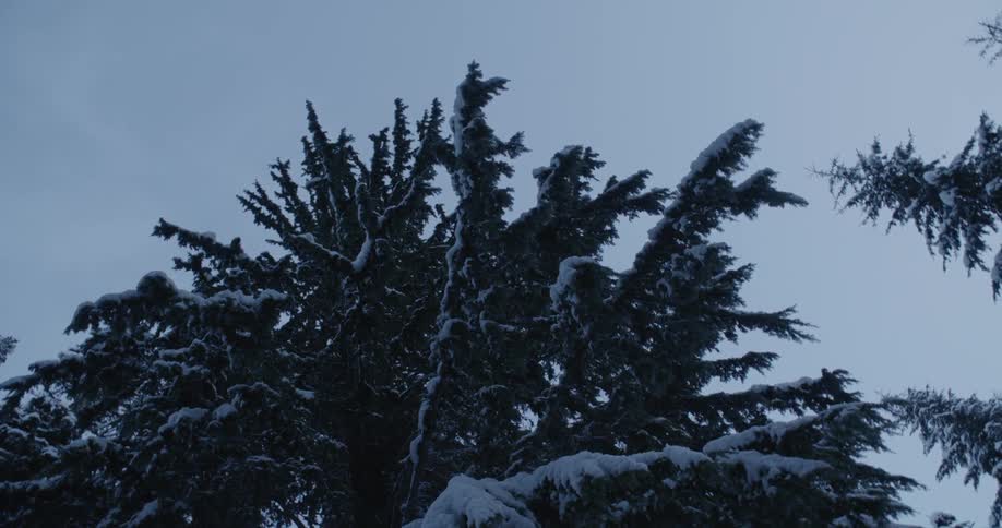 The tall tree is covered with snow