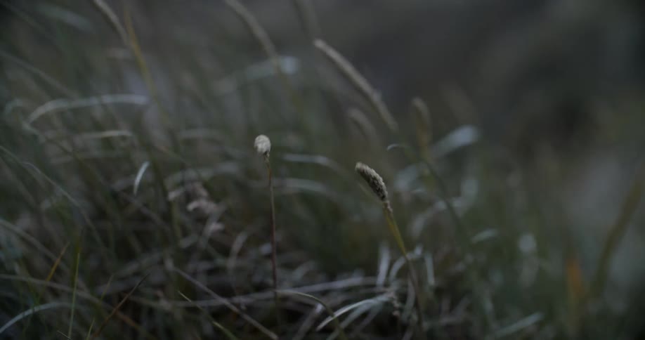 The heavy wind blows the grass