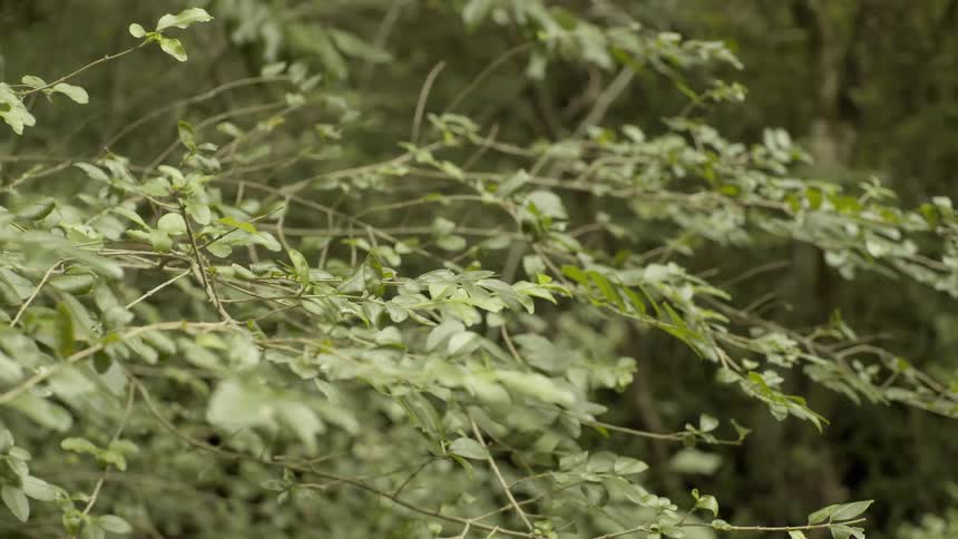 Green leaves on the branches of a tree
