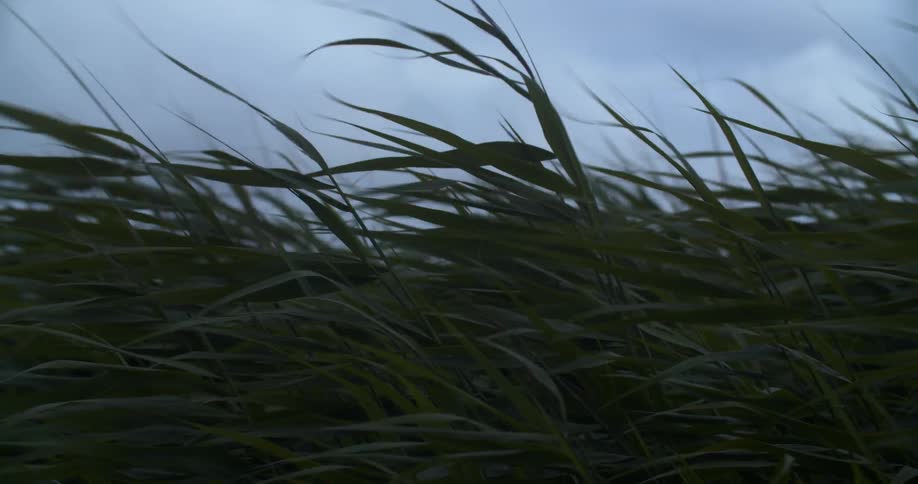 Wind blows through tall grass