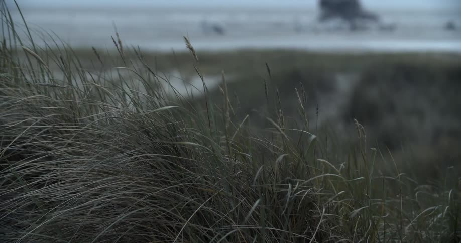 Wind blows through grass on a beach