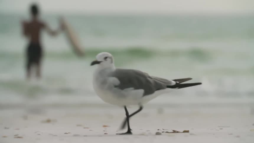 Seagull walking on a beach