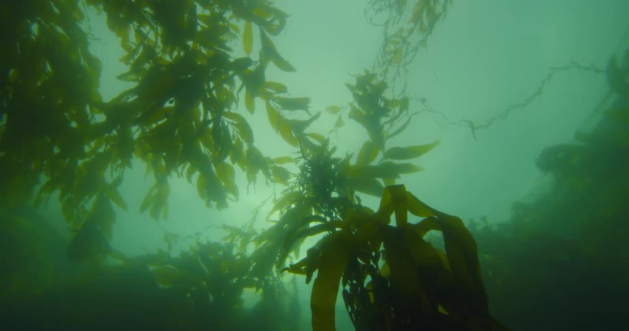 Seaweed floats in water