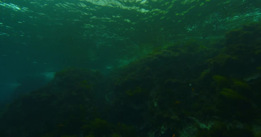 A seal swims above a coral reef underwater