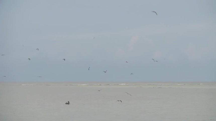 A footage of bird flying above the ocean