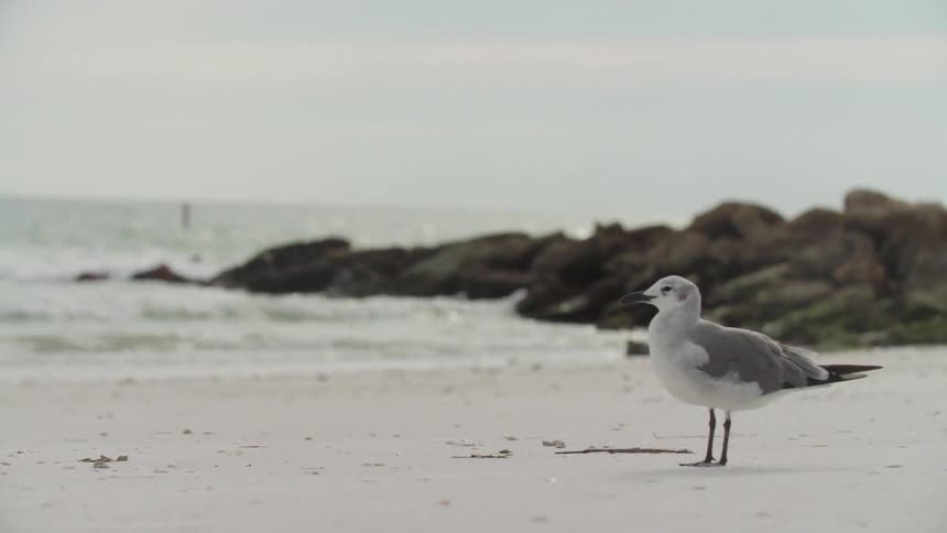 A seagull stands on a sandy beach