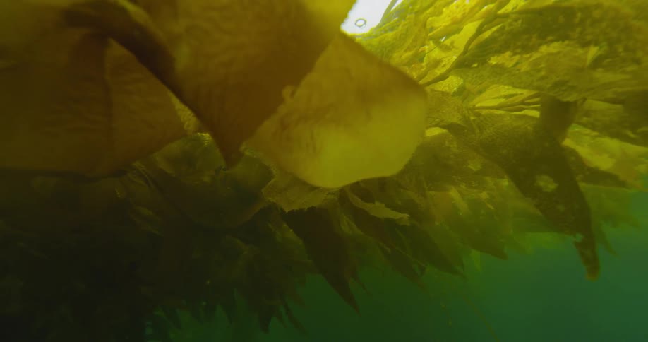 Large area of seaweed floats on the surface