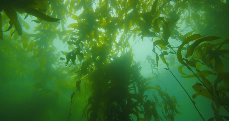 Underwater is full of seaweed