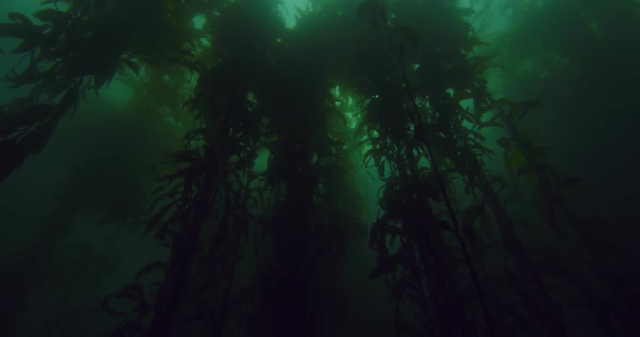 Seaweed grows on an ocean floor