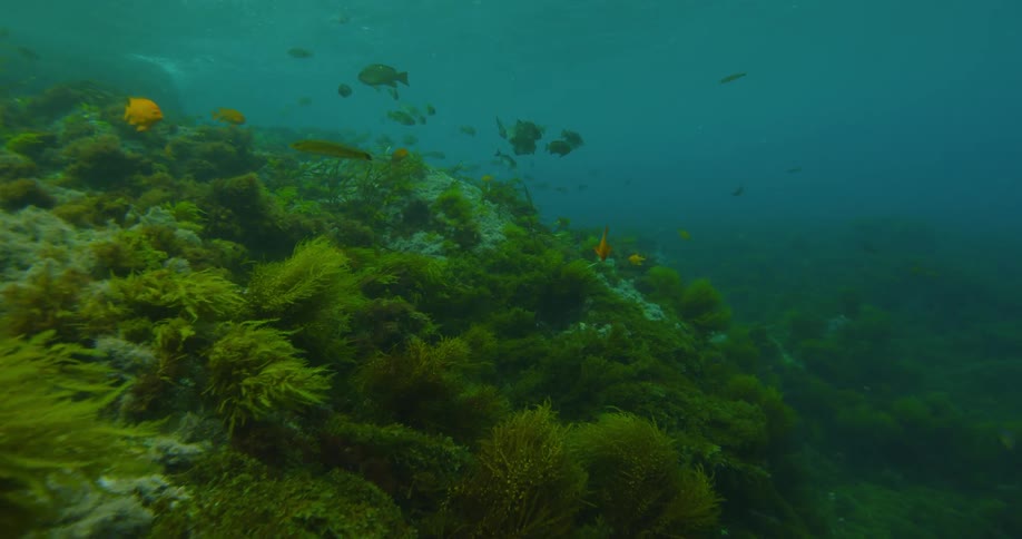 Fish swim near murky plant life