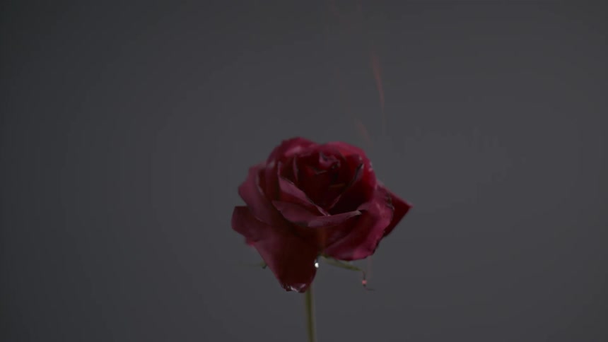 Small flame rises up from a rose