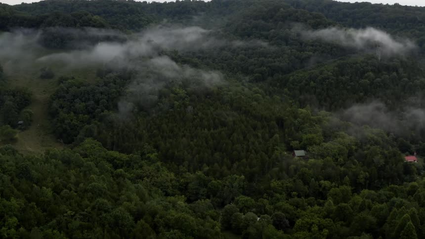 Fog hangs over the treetops