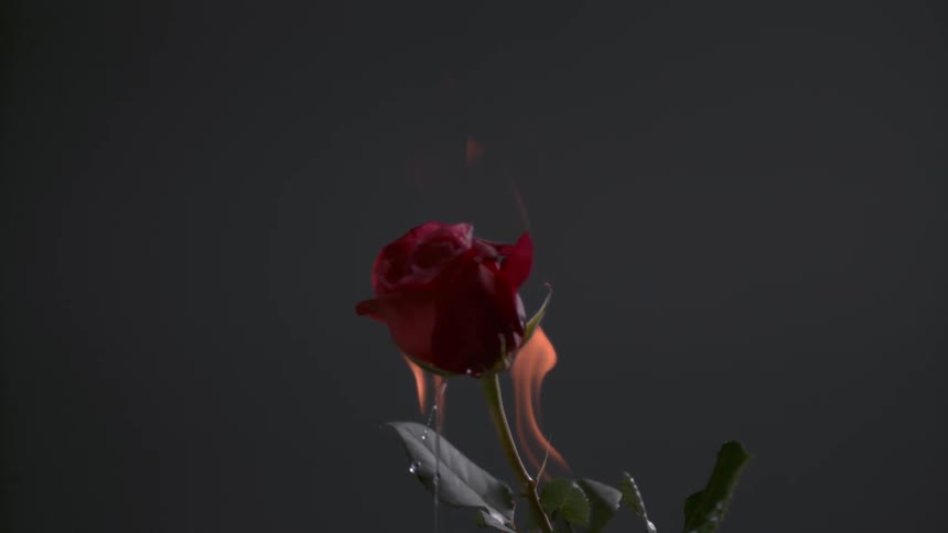 A flower falls as it burns