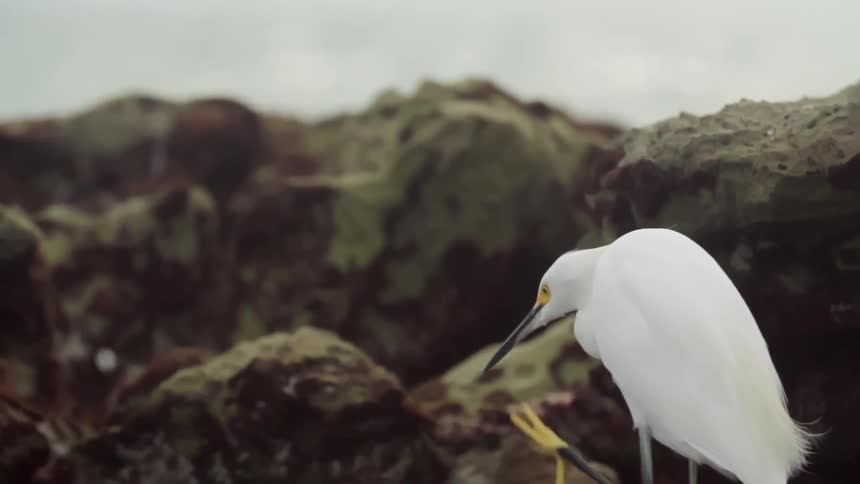 A white crane stands among the large rocks of a beach and scratches its beak with its foot