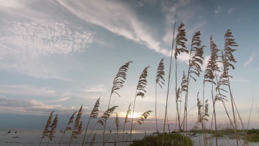Tall grass fronds sway in the breeze at dusk on a shoreline